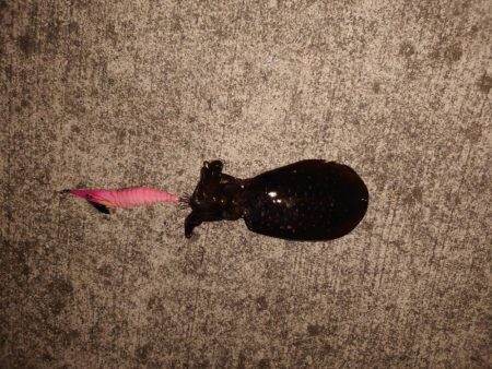 ナイトエギング常夜灯場