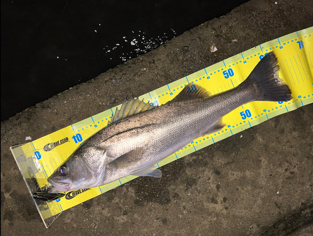 深夜のシーバス