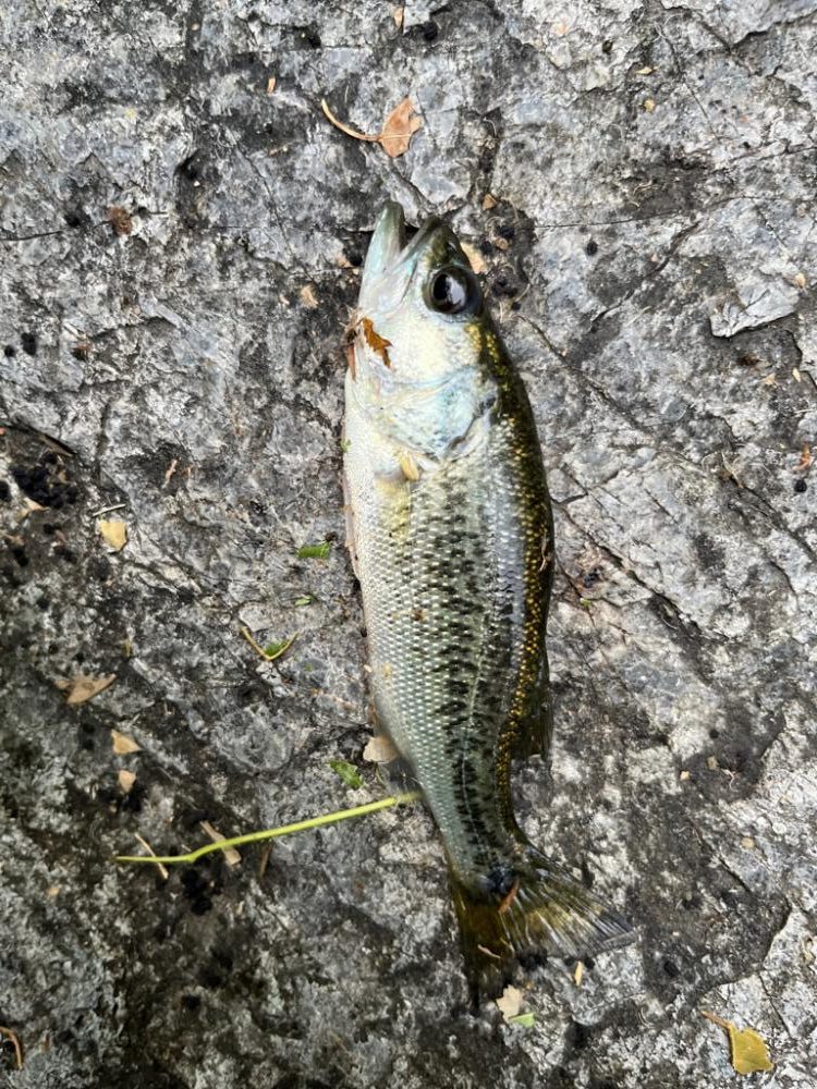 琵琶湖の小バス