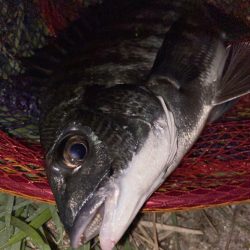 ヘチってきました