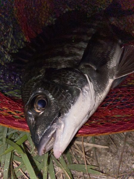 ヘチってきました