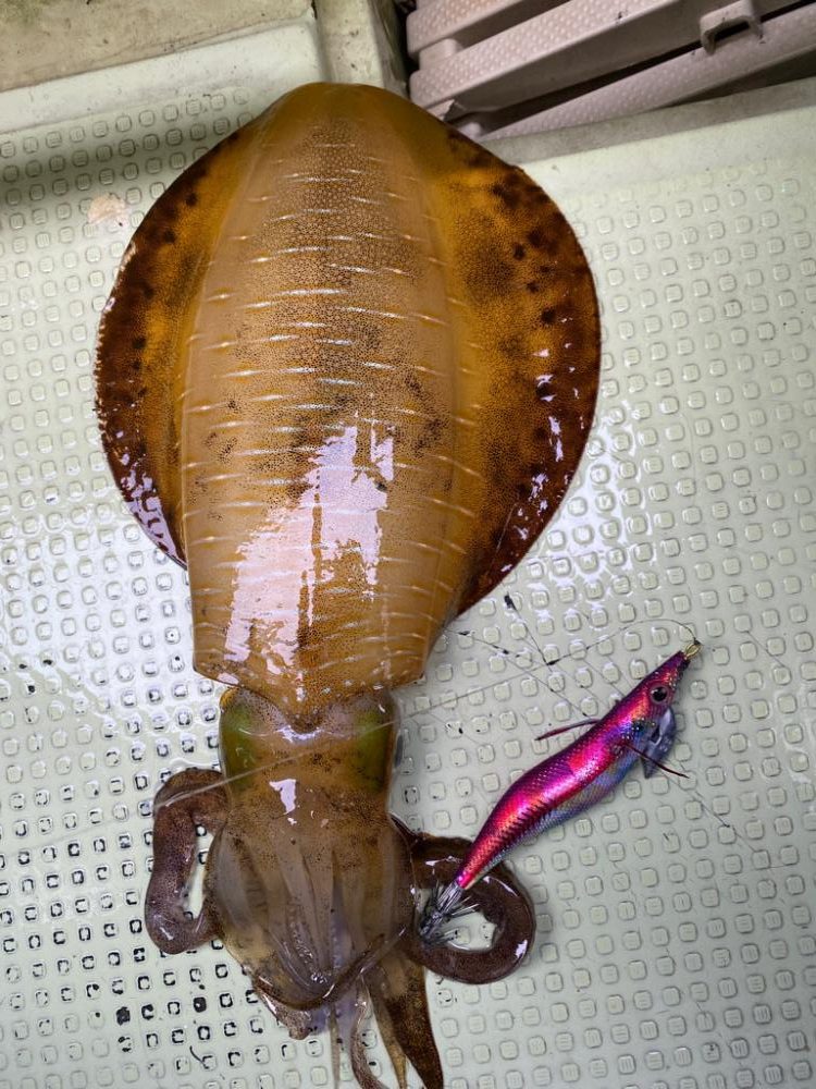 アオリイカ 鯛のリレー便 丸松乗合船