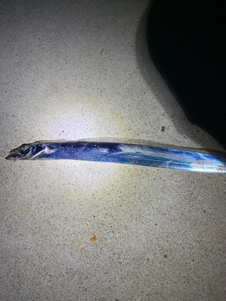 久しぶりの太刀魚