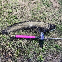 またまたナマズ！！