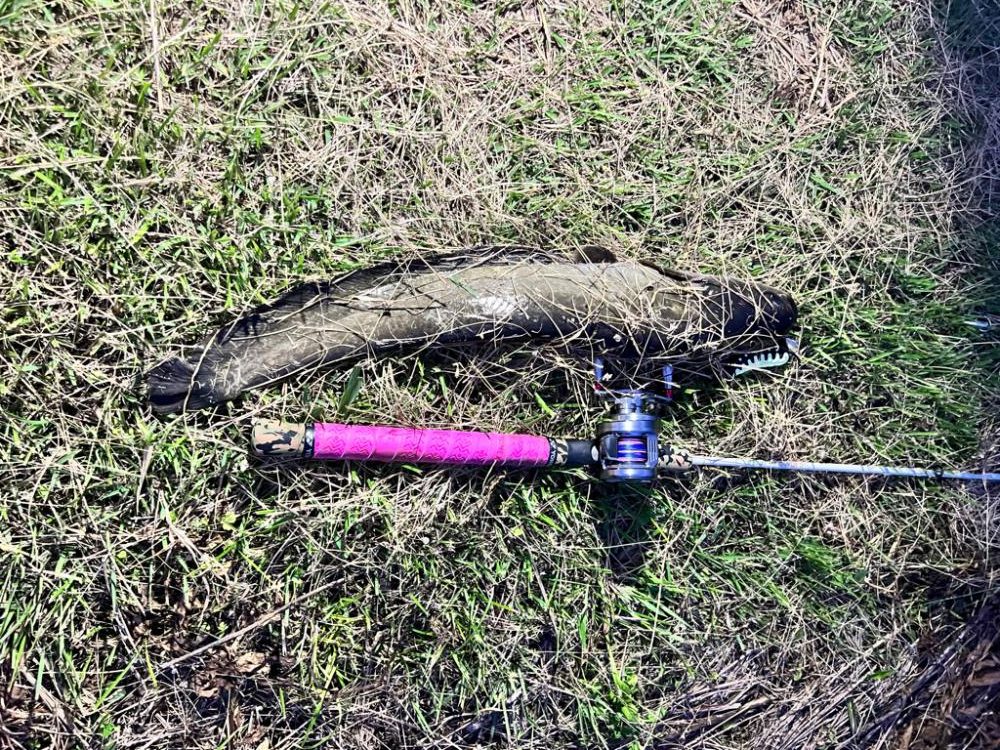 またまたナマズ！！