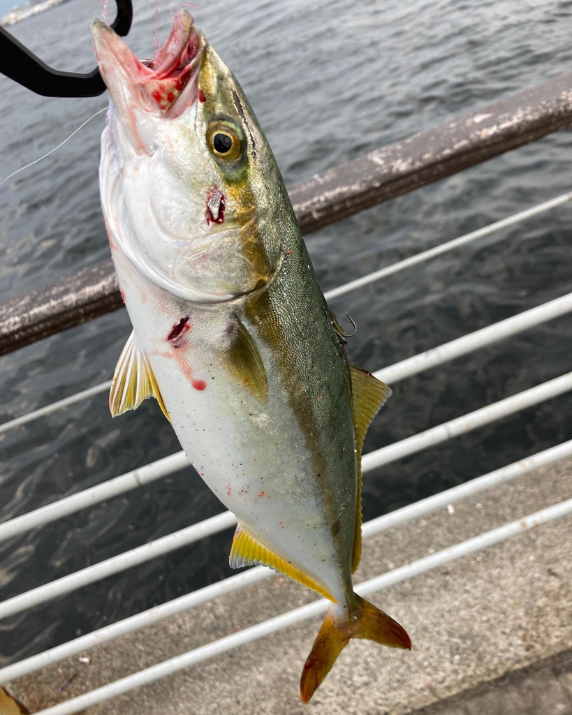 ツバス33cm。。。