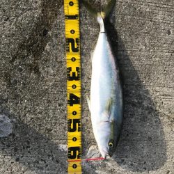 シーバス狙いで。