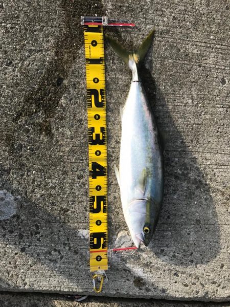 シーバス狙いで。