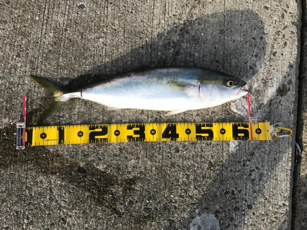 シーバス狙いで。