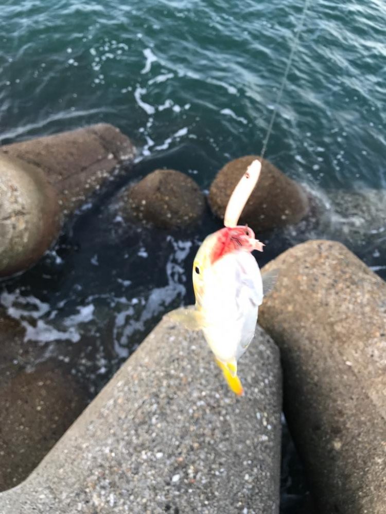 マイクロベイトパターン