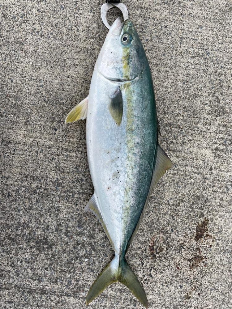 ショアジギング