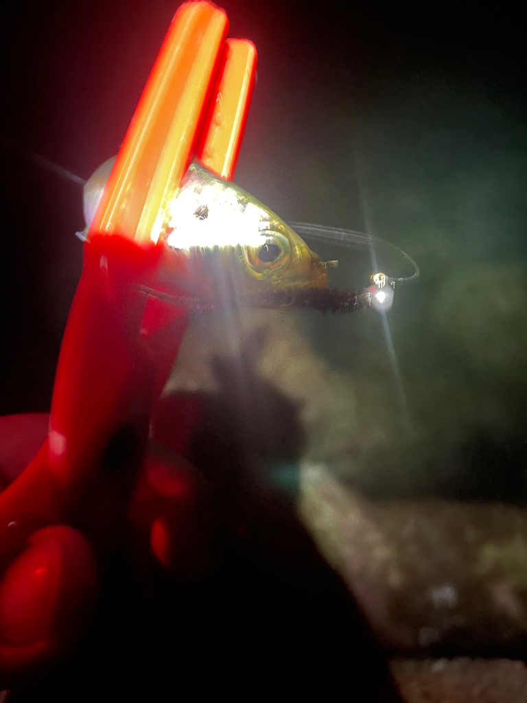 朝マヅメが遅れてる