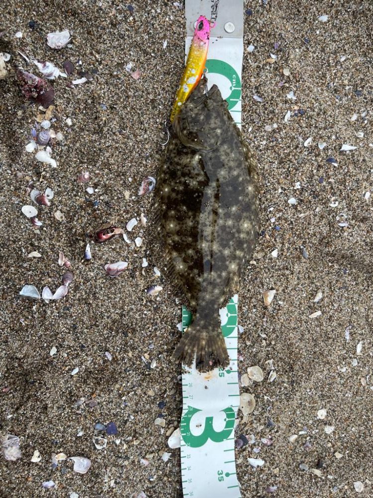 フラットフィッシュ