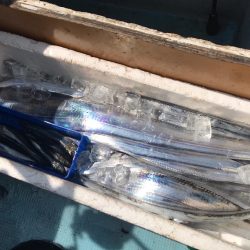 洲本沖のタチウオ