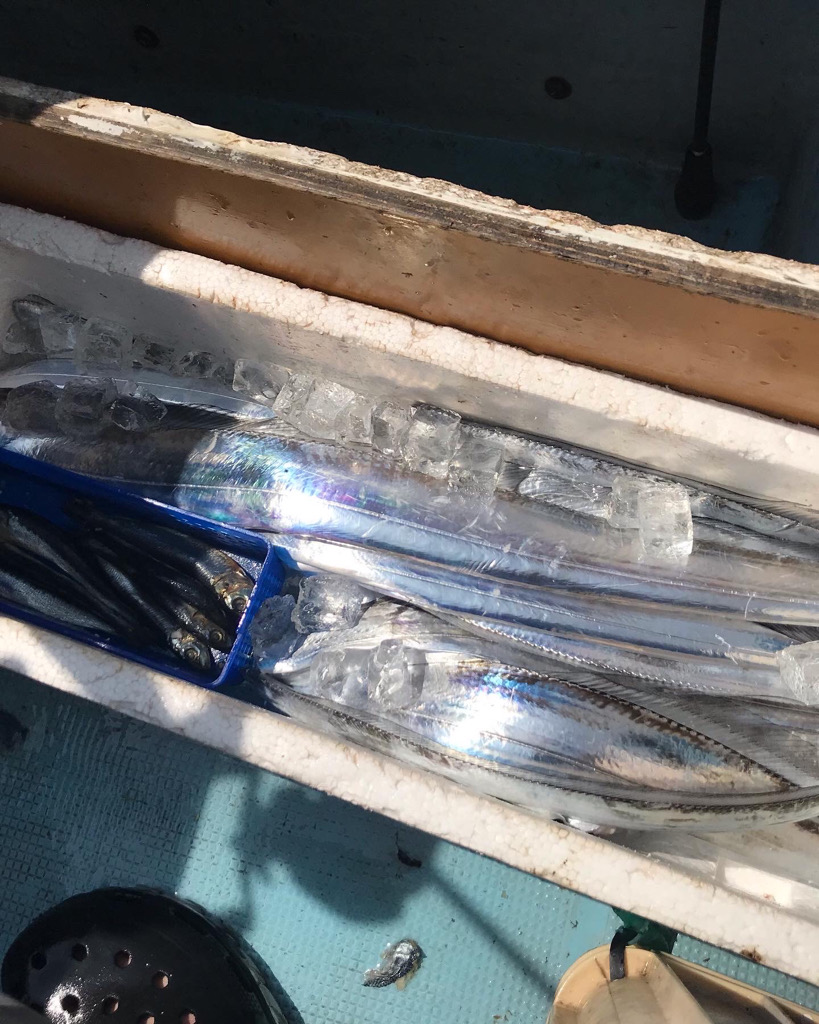 洲本沖のタチウオ