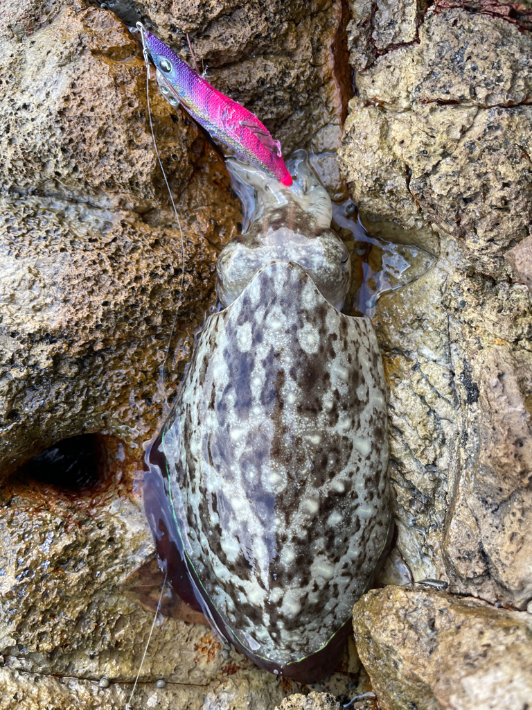 台風前エギング2