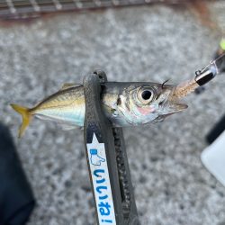 湾奥ライトゲーム！