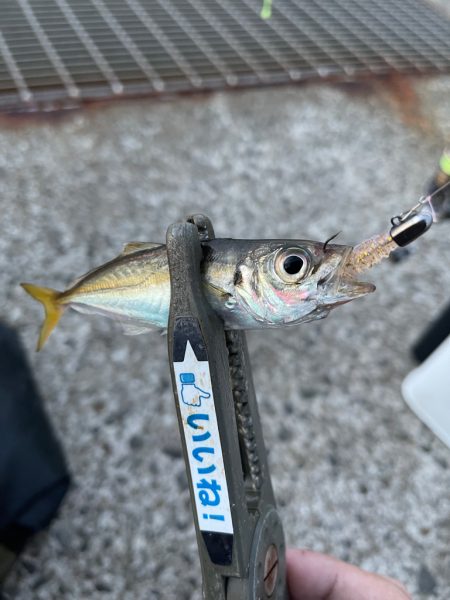 湾奥ライトゲーム！