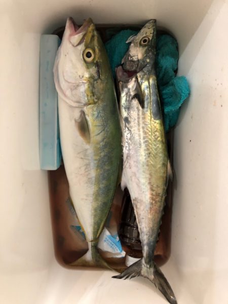 ハマチと今年初サゴシ