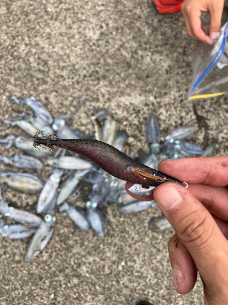 秋イカ 最高記録!