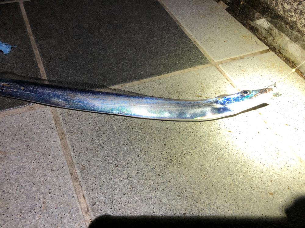 和歌山太刀魚釣りに🎣