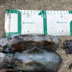 2022 佐渡ヶ島エギング 4回目