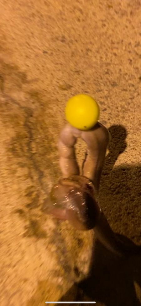 隠岐の島のホテルの裏