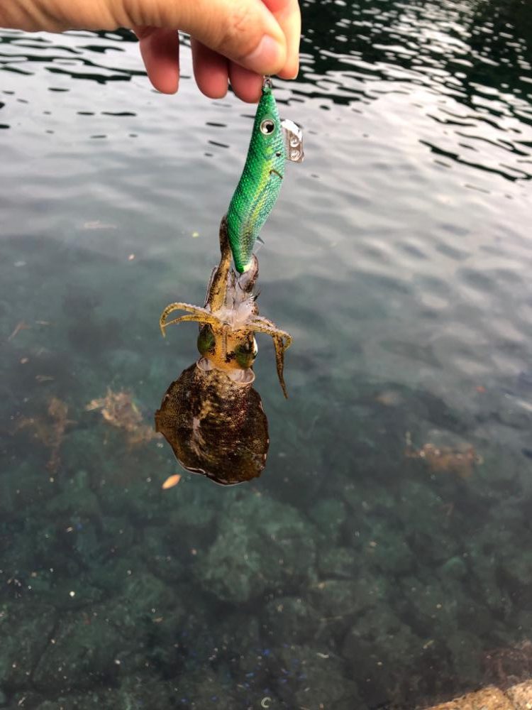 【秋イカ好調】京丹後〜伊根湾②