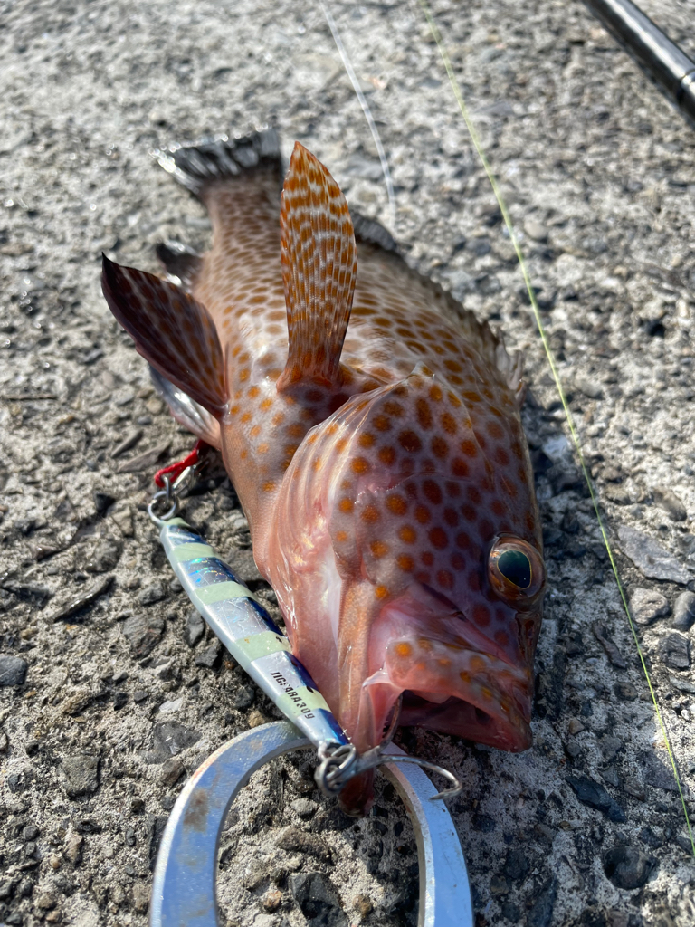 黒潮の恵みを頂いてきました