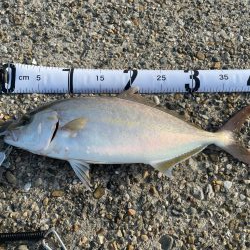 初の40オーバーシオ