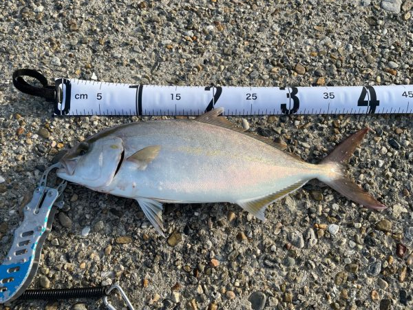 初の40オーバーシオ