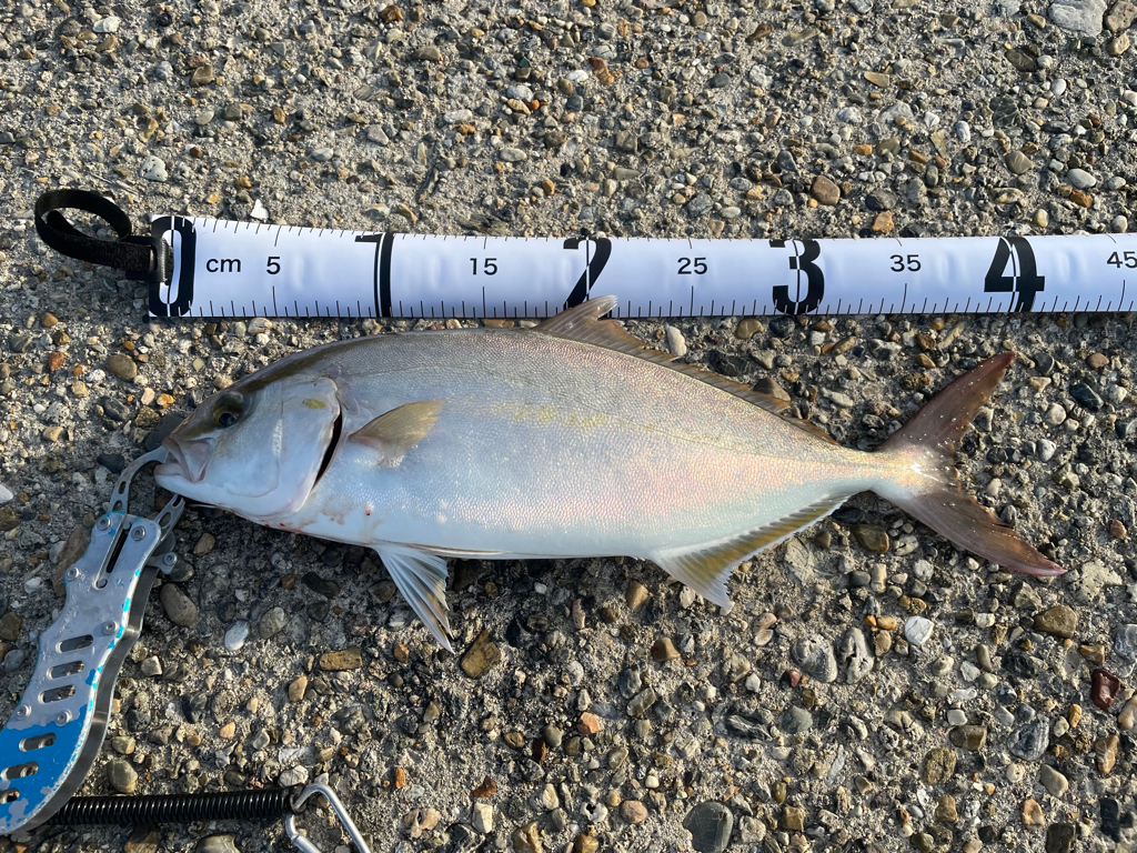 初の40オーバーシオ