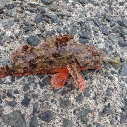 のませ釣りにて