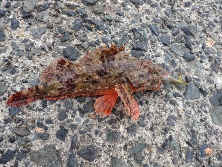 のませ釣りにて