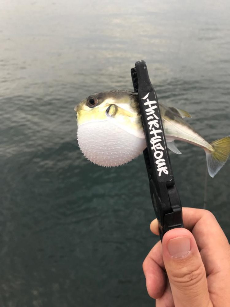 ご無沙汰アジング