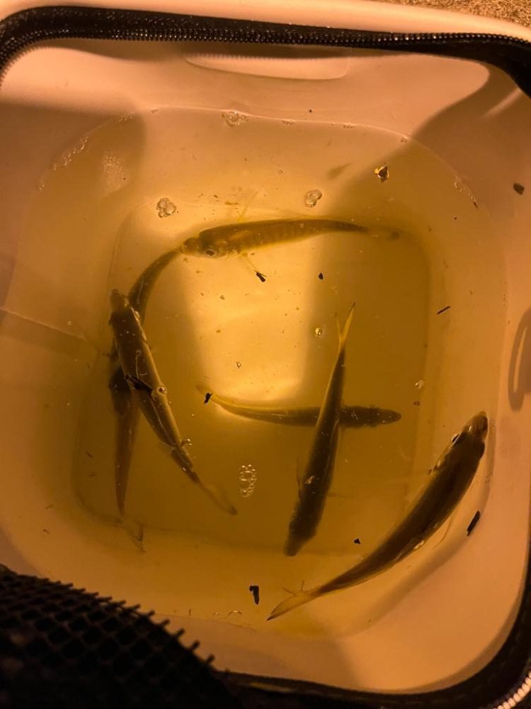 アジング連続釣行