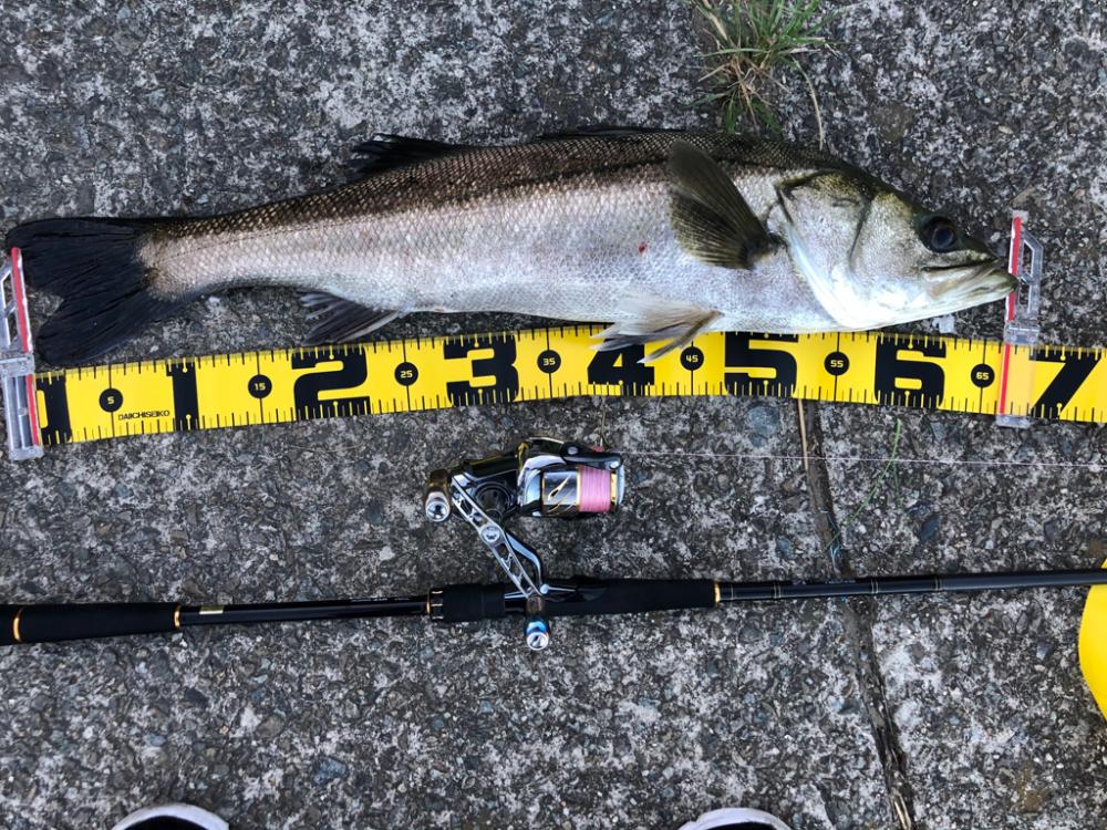 シーバスフィシング