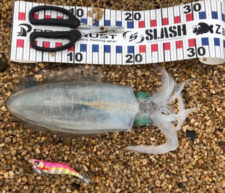 台風後の夕方チャンス