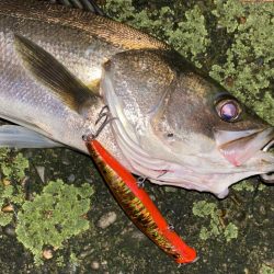 Fishman Beams CRAWLA …