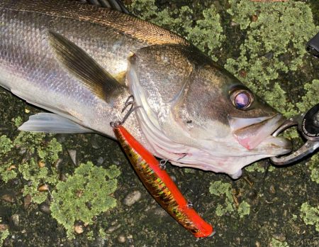 Fishman Beams CRAWLA …