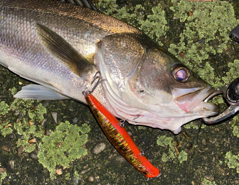 Fishman Beams CRAWLA 8.3L+入魂!