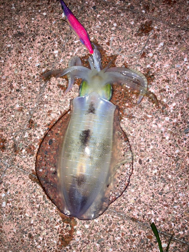 ナイトエギング短時間勝負