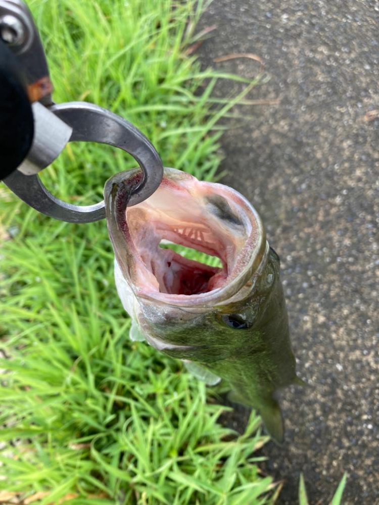 フリーリグでキタ!