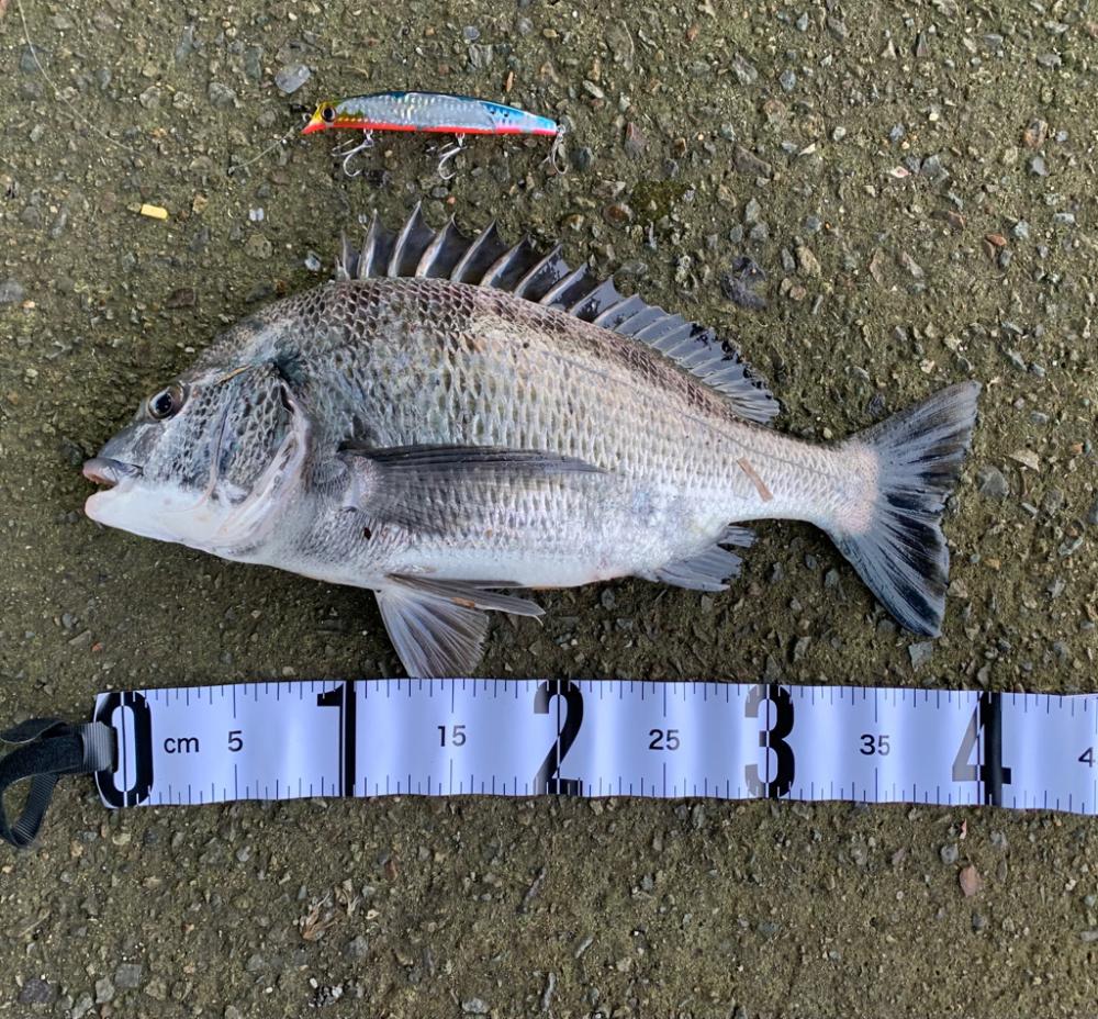 雨後の朝マヅメ釣行
