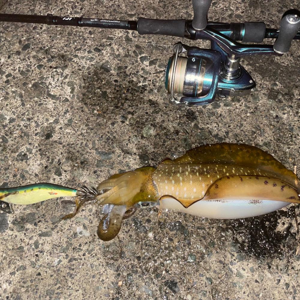 ナイトエギング