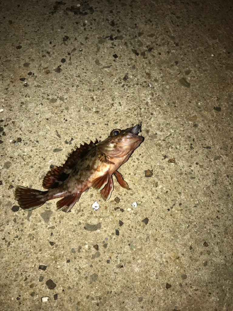 アジング&ライトエギング