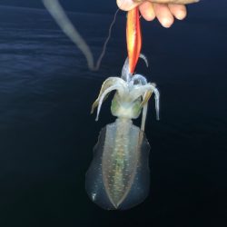 朝まずめになんとか