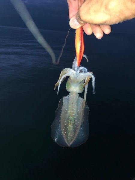 朝まずめになんとか