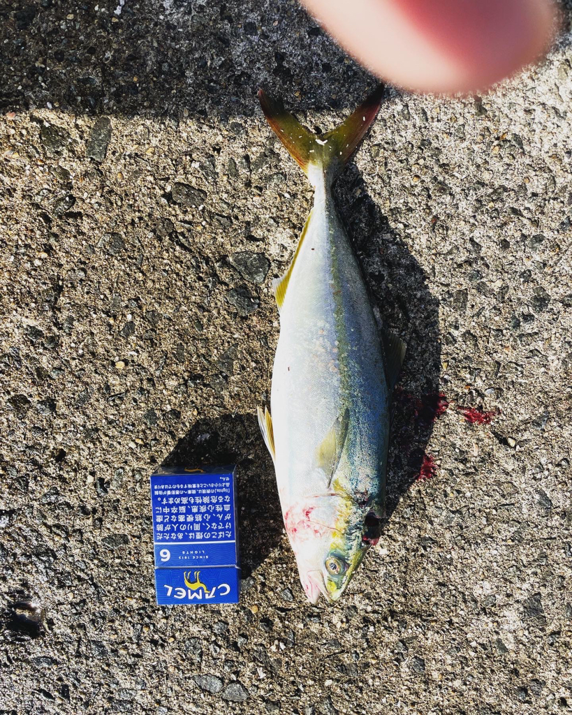 今シーズン開幕