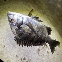 ヘチってきました